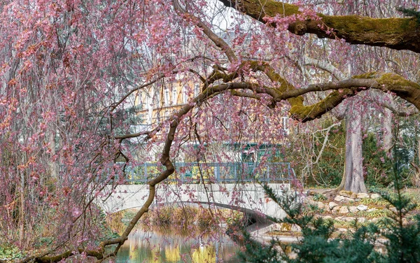 Blommande Rosa Körsbärsträd Våren — Stockfoto