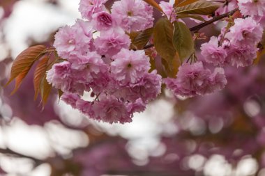 Sakura kiraz çiçeği