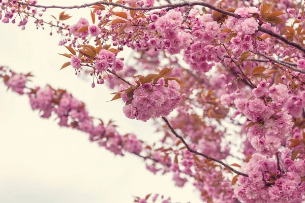 Sakura cherry blossom — Stock fotografie