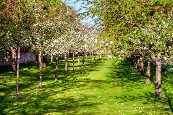 Jardín de manzanos —  Fotos de Stock