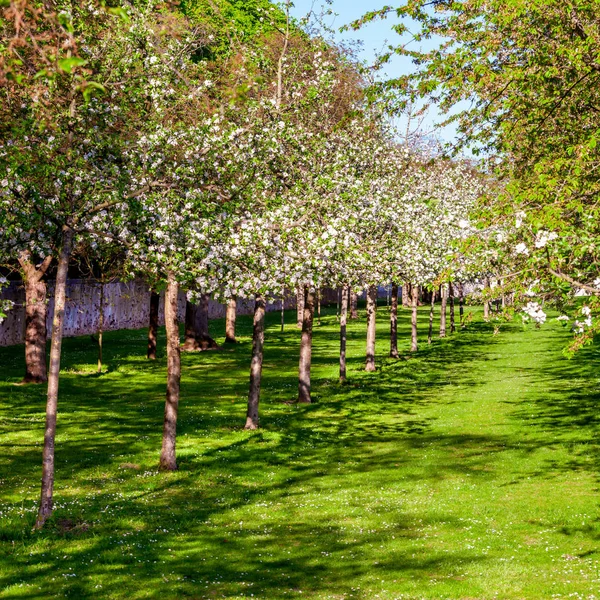 Apple träd trädgård — Stockfoto