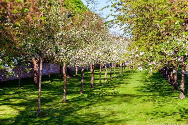 Apfelbaumgarten — Stockfoto