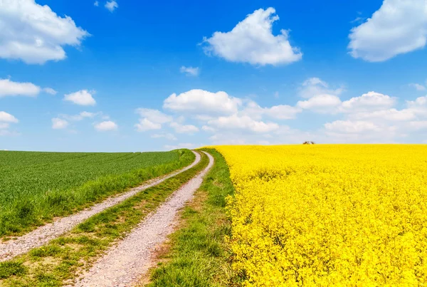 Field of flowering rape — Stock Photo, Image