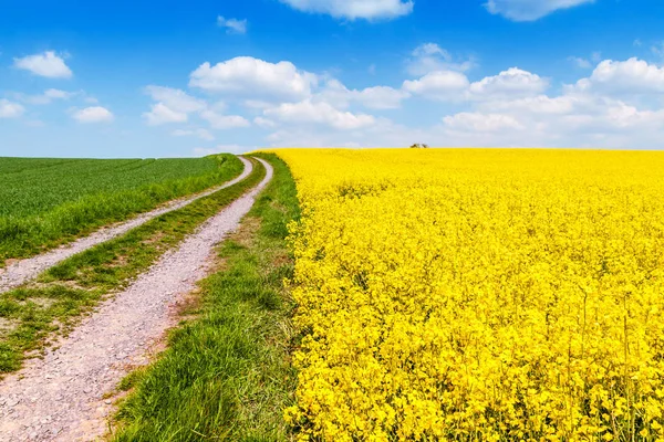 Field of flowering rape — Stock Photo, Image