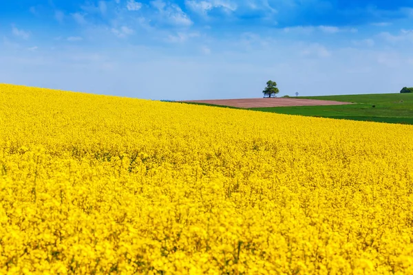 Field of flowering rape — Stock Photo, Image