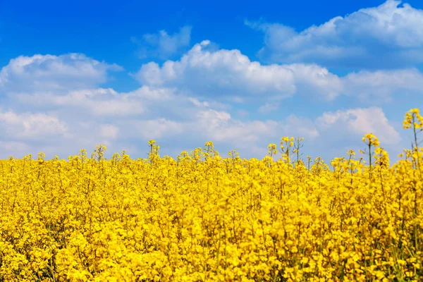 Field of flowering rape — Stock Photo, Image