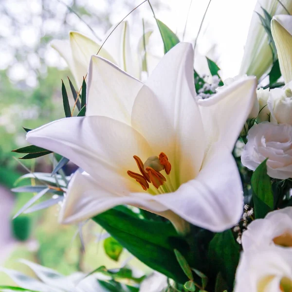 Weiße Lilien im Sonnenlicht — Stockfoto
