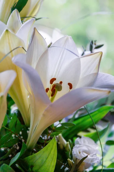 Белые лилии в солнечном свете — стоковое фото