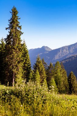 San Martino grubunun Soluk 