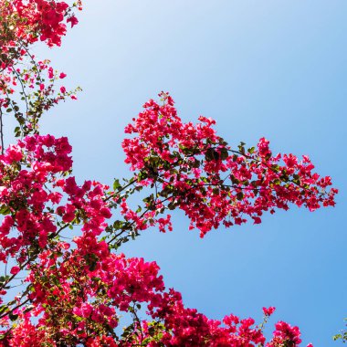 Çiçek açan begonviller