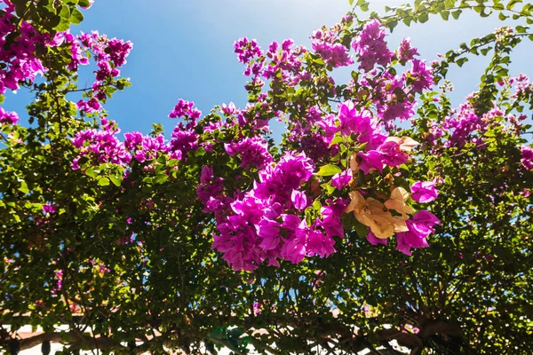 Blooming bougainvilleas flowers — Stock Photo, Image