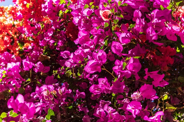 Blooming bougainvilleas flowers — Stock Photo, Image