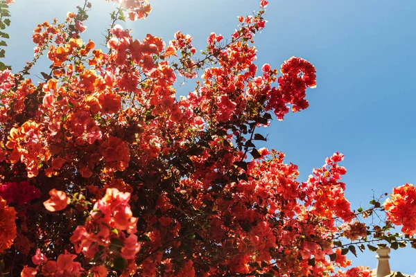 Blooming bougainvilleas flowers — Stock Photo, Image