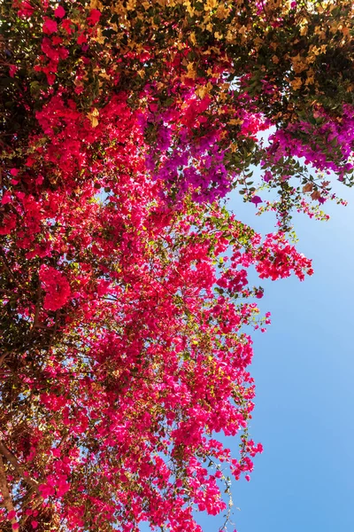 Kvetoucí kytky bougainvilleas — Stock fotografie