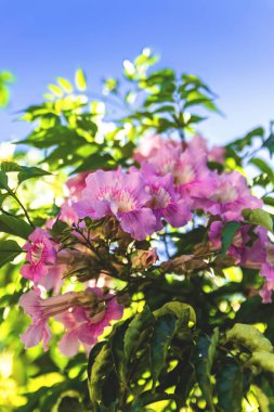 Çiçek açan Mor petunya çiçekleri