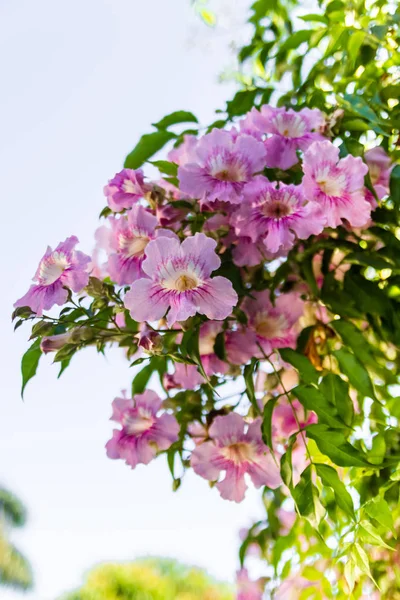 Blooming Purple petunia flowers — Stock Photo, Image