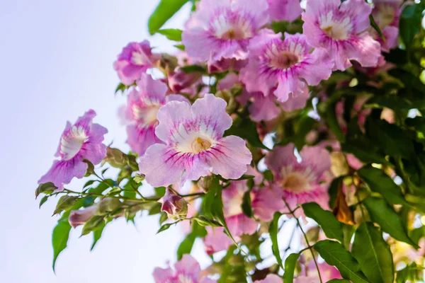 Blooming Purple petunia flowers — Stock Photo, Image