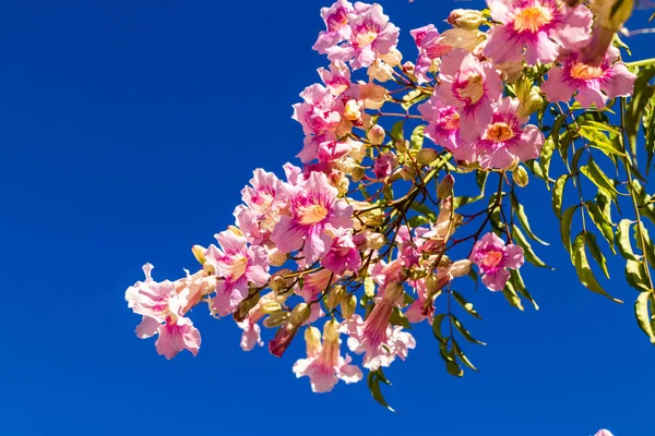 Florecimiento Flores de petunia púrpura — Foto de Stock