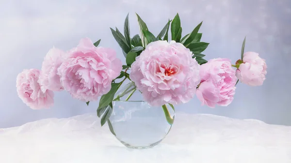 Csendélet Gyönyörű Rózsaszín Bazsarózsával Üvegvázában — Stock Fotó