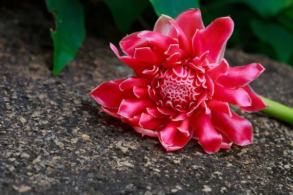 石タイ生姜の明るいピンクの花の上に横になっているジンジャーの花 — ストック写真