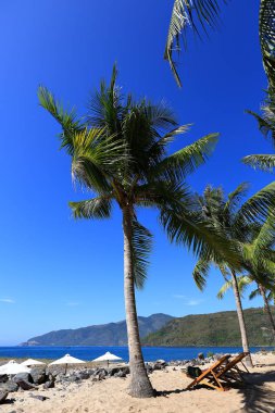 Hindistan cevizi avuç içi Vietnam mavi gökyüzü arka planı sahilde