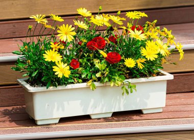 Çiçekler sarı ve kırmızı krizantem ve papatya bir saksı içinde