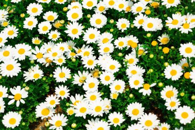 Beyaz chamomiles alanında çiçeklerin