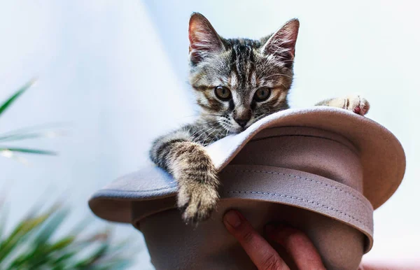 Petit chaton moelleux mignon assis dans un chapeau aux mains de l'hôtesse  . — Photo