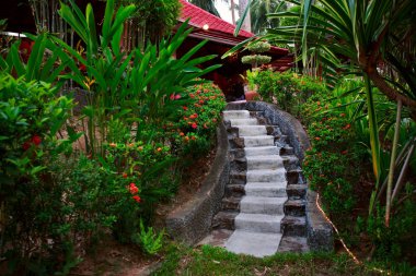 ormana giden eski ahşap merdiven