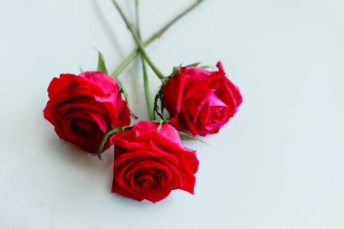Beyaz arka plan üzerinde izole güzel üç kırmızı gül. Kopya alanı. Close.