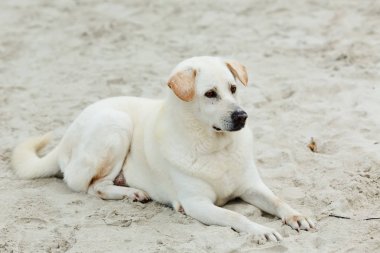Güzel bej labrador parlak güneşli bir günde bir kum üzerinde yatıyor