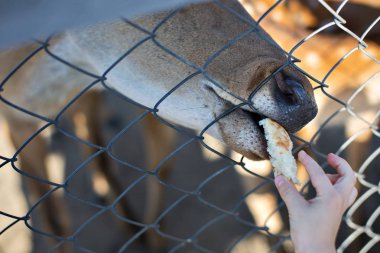 Hayvanat bahçesinde bir karaca ve bir dilim ekmek veren bir çocuğun eli yakın.