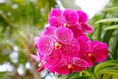 Yeşil arka plan güneşli yaz gününde yakın çekim pembe orkide