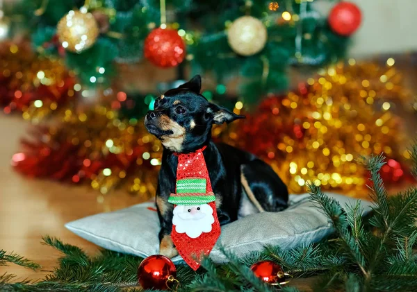 Маленькая чёрная собачка с красным бантиком на фоне рождественской ёлки дома . — стоковое фото