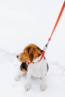 Kışın kar üzerinde oturan sevimli küçük beagle köpek portresi.