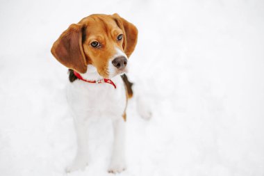 Kışın kar üzerinde oturan sevimli küçük beagle köpek portresi.