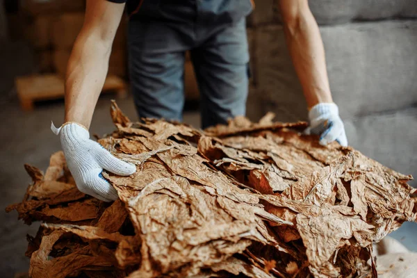 Крупный план фото человека руки проверки качества сухих табачных листьев — стоковое фото