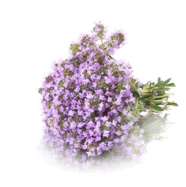 Çiçek açması kekik. Beyaz arka plan üzerinde yansıma izole.