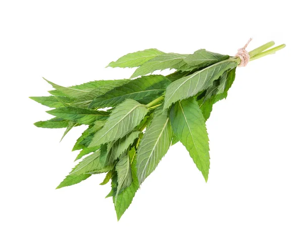 Mentha Spicata Spearmint Spear Mint Изолированном Белом Фоне — стоковое фото