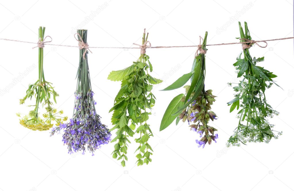 Set of fresh herbs hanging  on an isolated white background