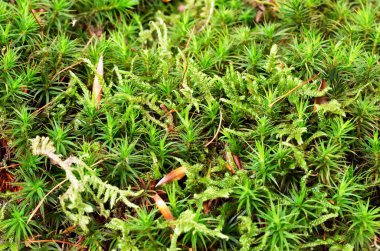 parlak yeşil yosun, arka plan kadar kapatın