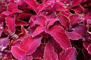 güzel ve parlak çiçek Coleus. doku arka plan