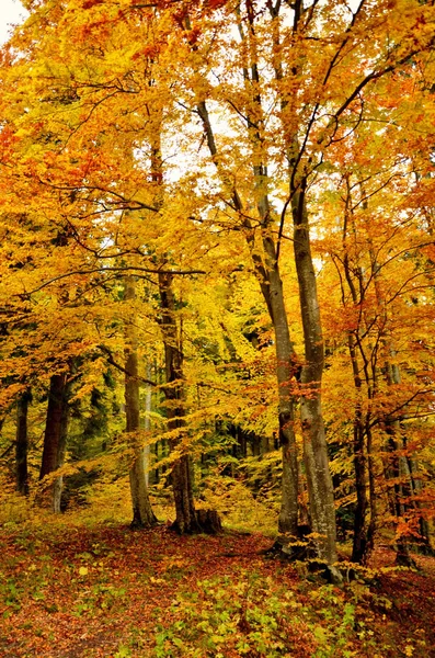 Красивая Осенняя Лесная Сцена Яркими Красками — стоковое фото