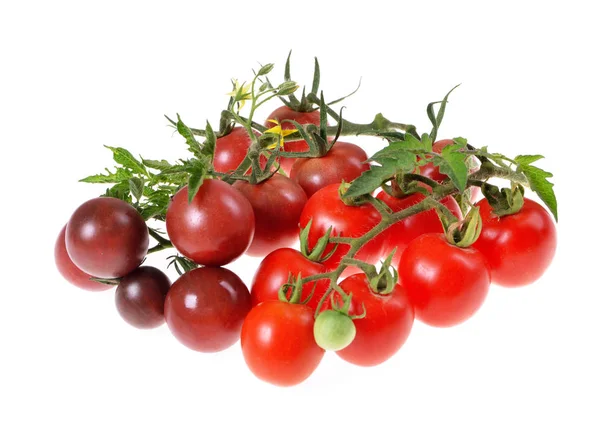 Mehrfarbige Kirschtomaten Basilikum Gepflückt Aus Biologischem Garten — Stockfoto