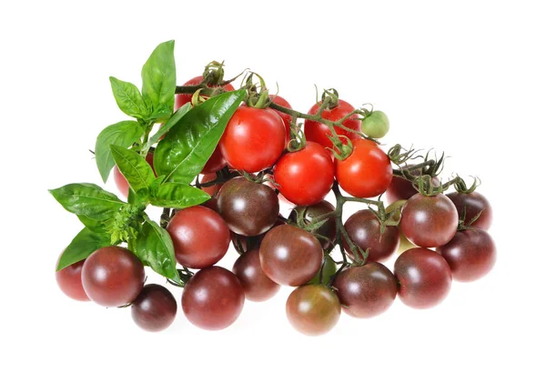 Mehrfarbige Kirschtomaten Basilikum Gepflückt Aus Biologischem Garten — Stockfoto