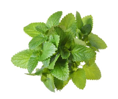 Dal nane dan izole üzerinde beyaz arka plan bırakır 