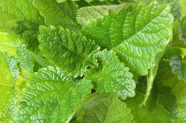 Kvist Från Mint Löv Bakgrund — Stockfoto