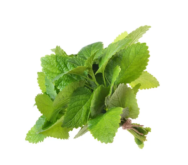 Twig Dari Daun Mint Terisolasi Pada Latar Belakang Putih — Stok Foto