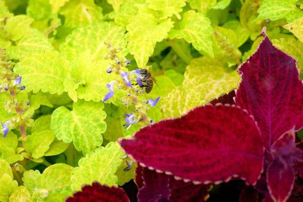 Όμορφα Και Φωτεινά Λουλούδια Από Coleus Υφή Φόντου — Φωτογραφία Αρχείου