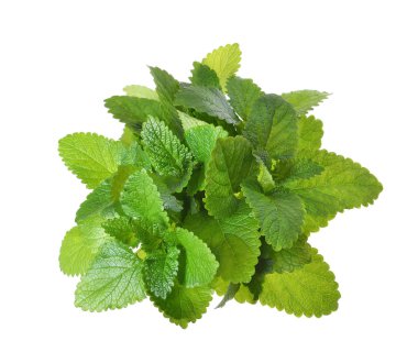 yalıtılmış bir beyaz zemin üzerine taze otlar